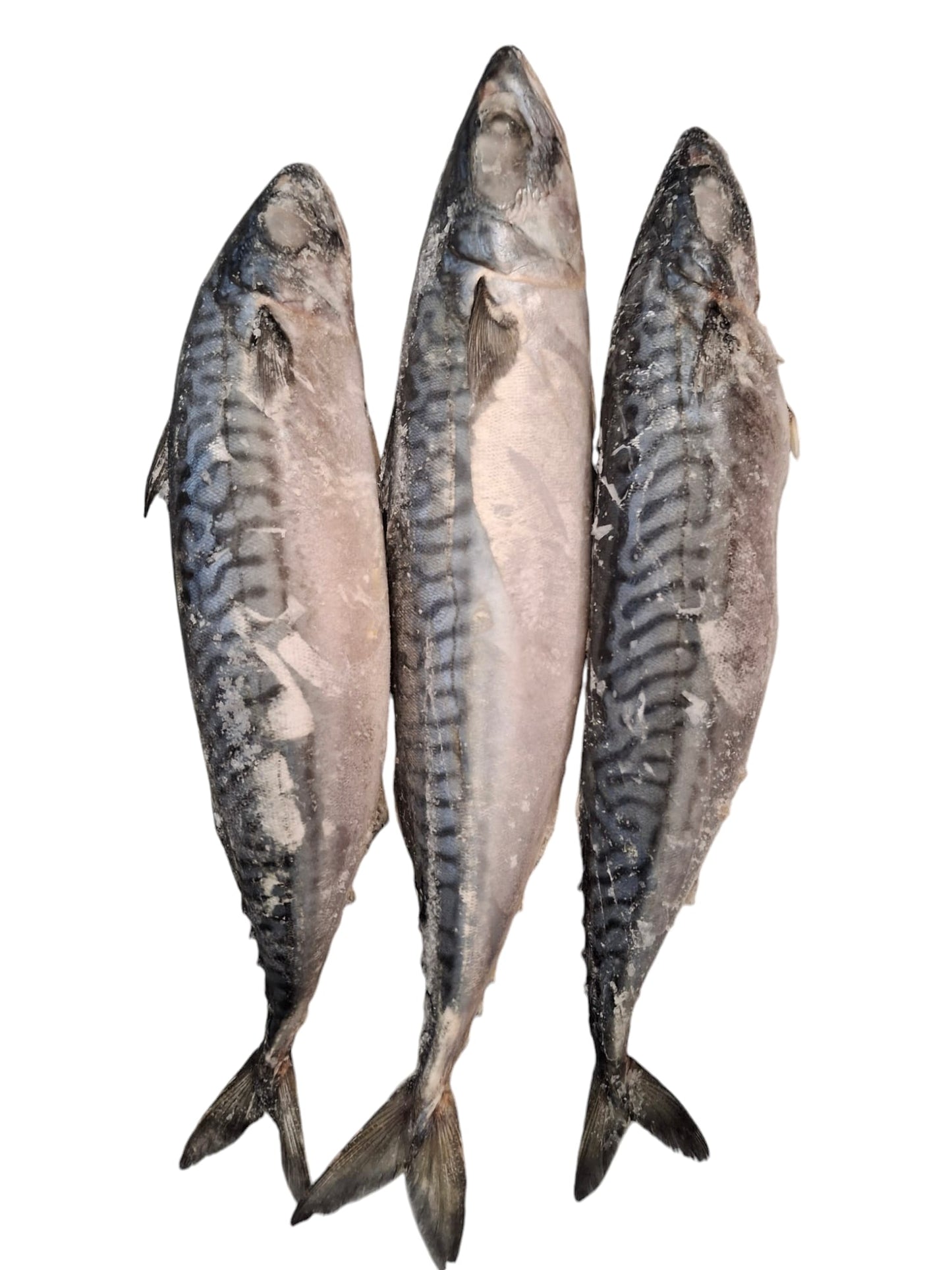 Mackerel (1 lb)